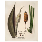 Botanical Wall Hanging