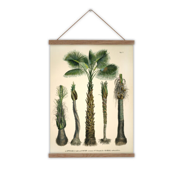 Coconut-palm-canvas-wall-chart