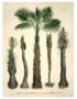 love-frankie-coconut-palms-wall-hanging