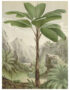 love-frankie-seychelles-palm-canvas-wall-chart