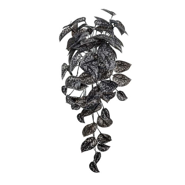 Love Frankie Black Pathos Trailing Plant