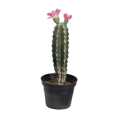 Love Frankie Flowering Faux Moon Cactus