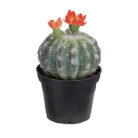 Love Frankie Cactus Red Flower