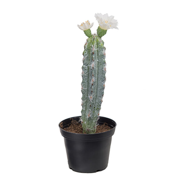 Love Frankie Cactus White Flower