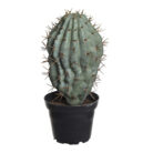 Love Frankie Blue Candle Cactus