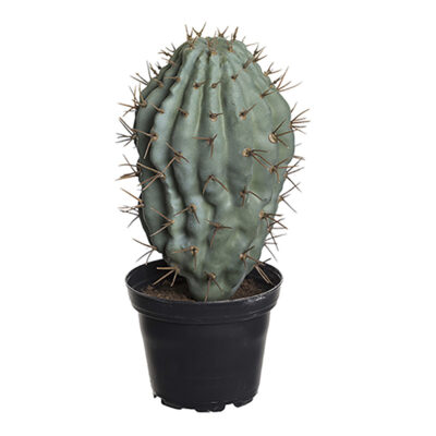Love Frankie Blue Candle Cactus