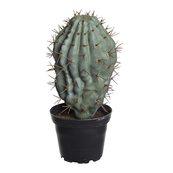 Love Frankie Blue Candle Cactus