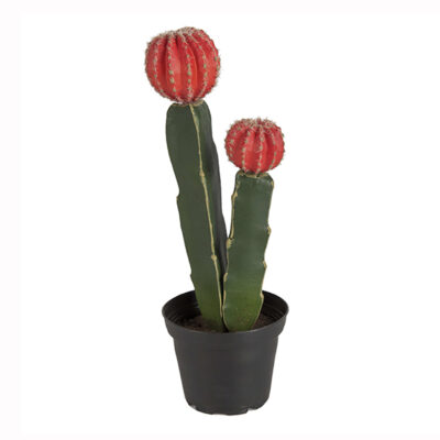 Love Frankie faux flowering moon cactus