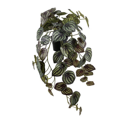Love Frankie Watermelon Trailing Plant