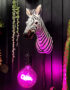 love frankie zebra wall light